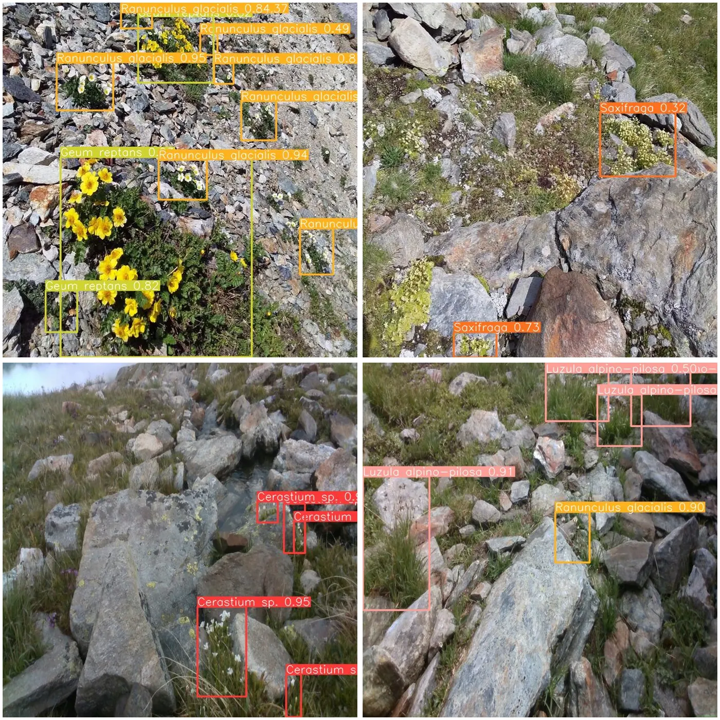 Four scree photographs with coloured bounding boxes and class labels drawn around the detected alpine plants.
